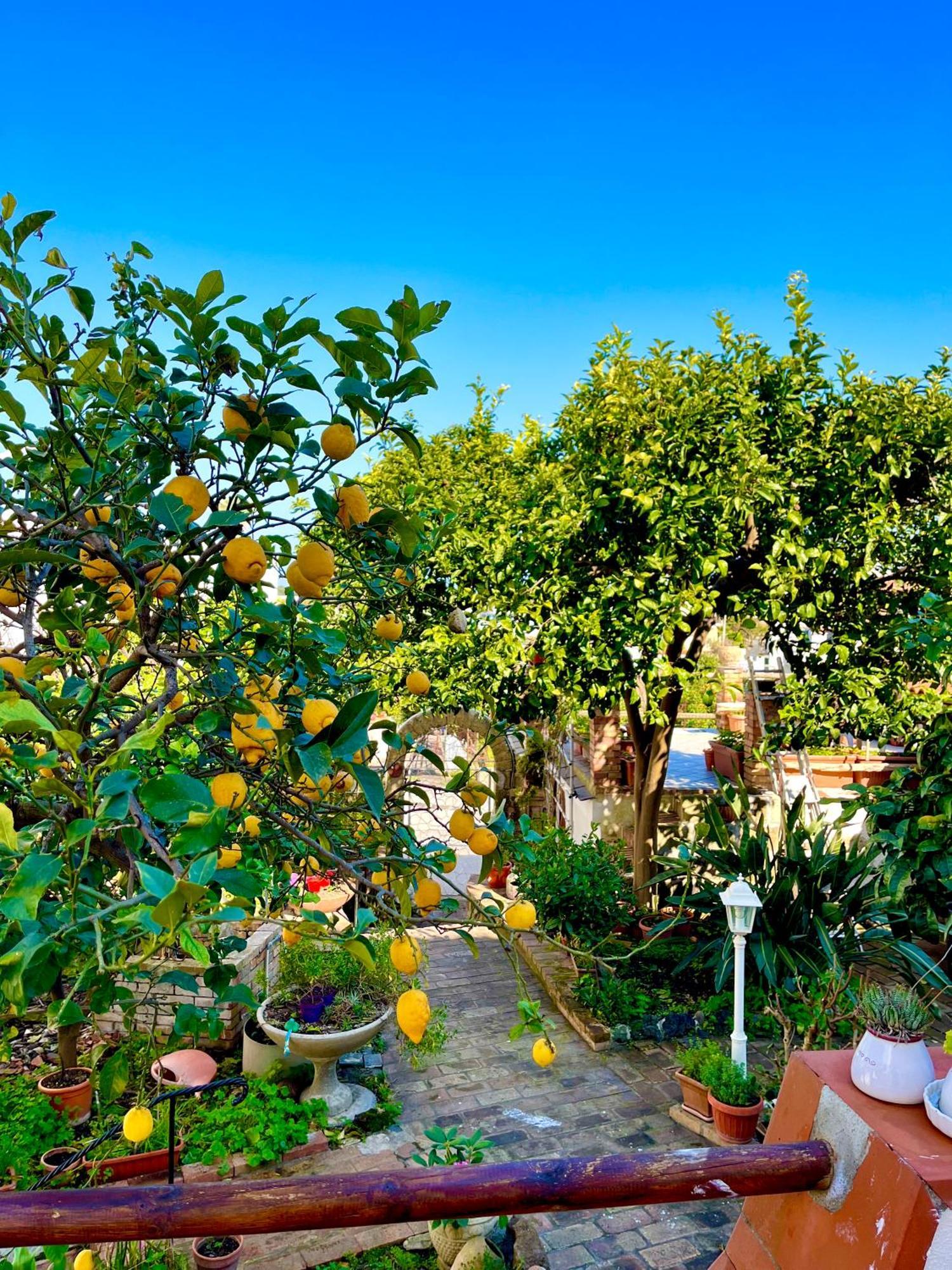 איסקיה Villa Elke מראה חיצוני תמונה